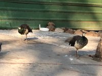IMG 2983