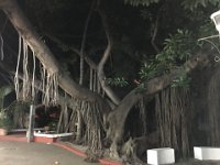 IMG 3691